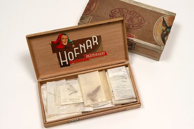 An open wooden cigar box with papered entomology specimens. The underside of the open lid reads "Hofnar permanent".